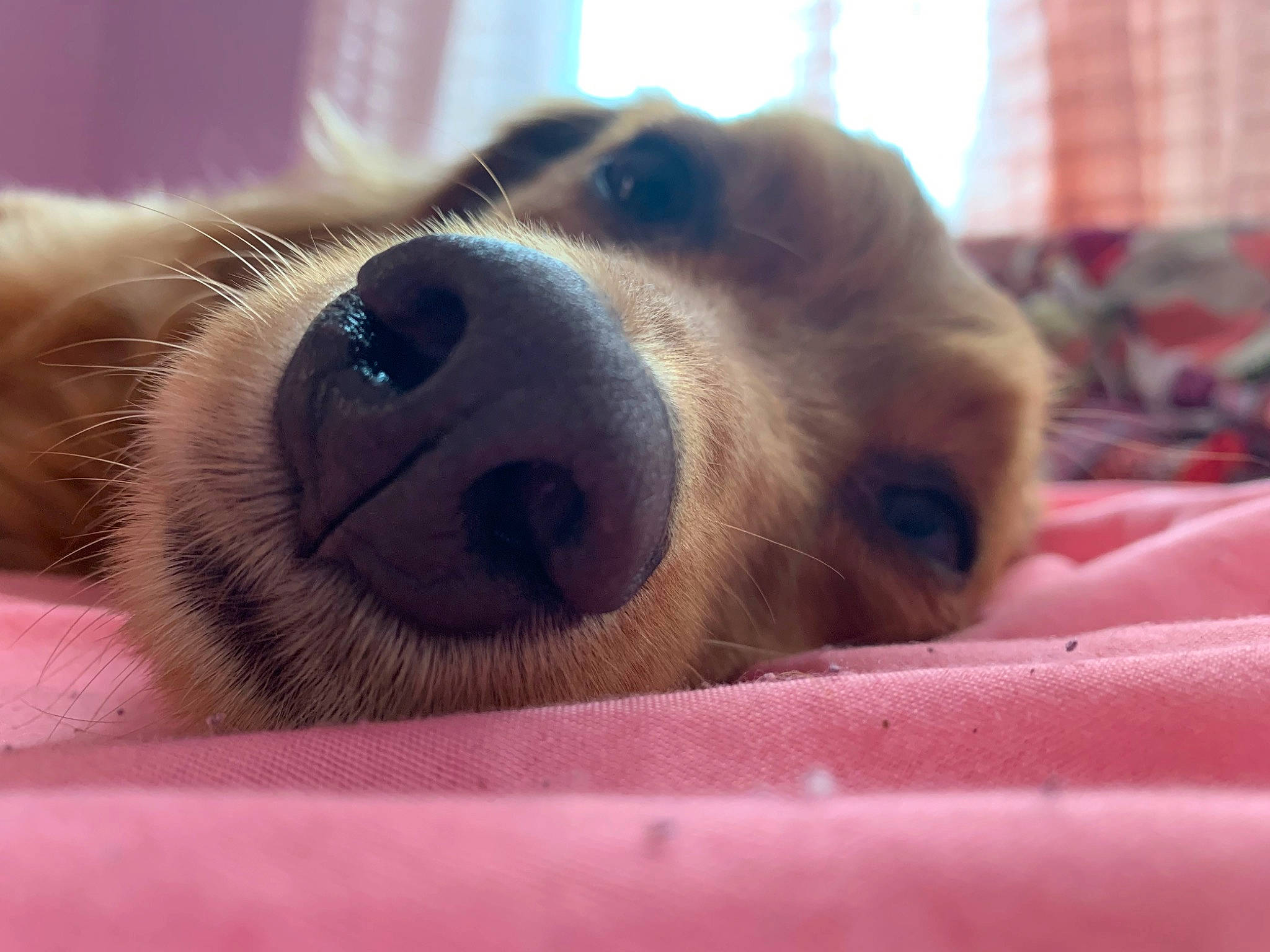 Oatmeal is registered to the contest to win money with this photo: canidae, carnivore, close_up, companion_dog, dog, dog_breed, eye, fur, nose, puppy, puppy_love, snout, sporting_group, whiskers