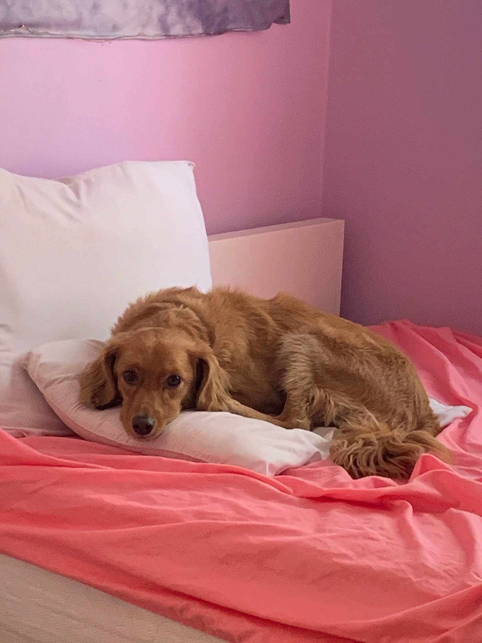 Oatmeal joined the competition — help win amazing prizes! american_cocker_spaniel, bed, bed_sheet, canidae, carnivore, companion_dog, dog, dog_bed, dog_breed, english_cocker_spaniel, furniture, mammal, mattress, nap, pink, puppy, retriever, snout, spaniel, sporting_group