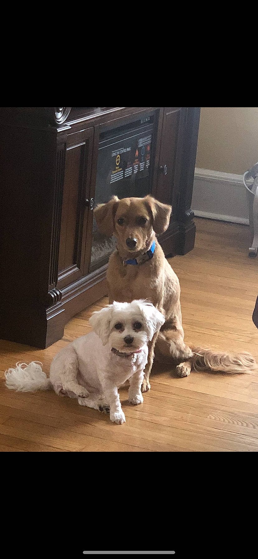 Oatmeal joined the competition — help win amazing prizes! canidae, carnivore, companion_dog, dog, dog_breed, fawn, labrador_retriever, mammal, puppy, puppy_love, rare_breed_dog, snout, sporting_group, vertebrate