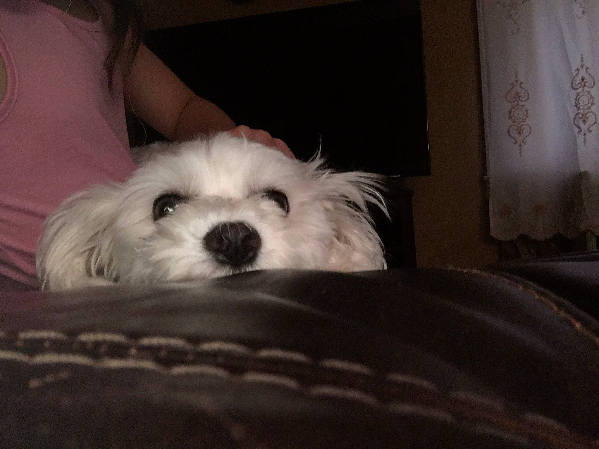 Faith joined the competition — help win amazing prizes! bichon, bolognese, canidae, carnivore, cavachon, cockapoo, companion_dog, coton_de_tulear, dog, dog_breed, eye, maltepoo, maltese, mammal, nose, puppy, puppy_love, schnoodle, snout, vertebrate