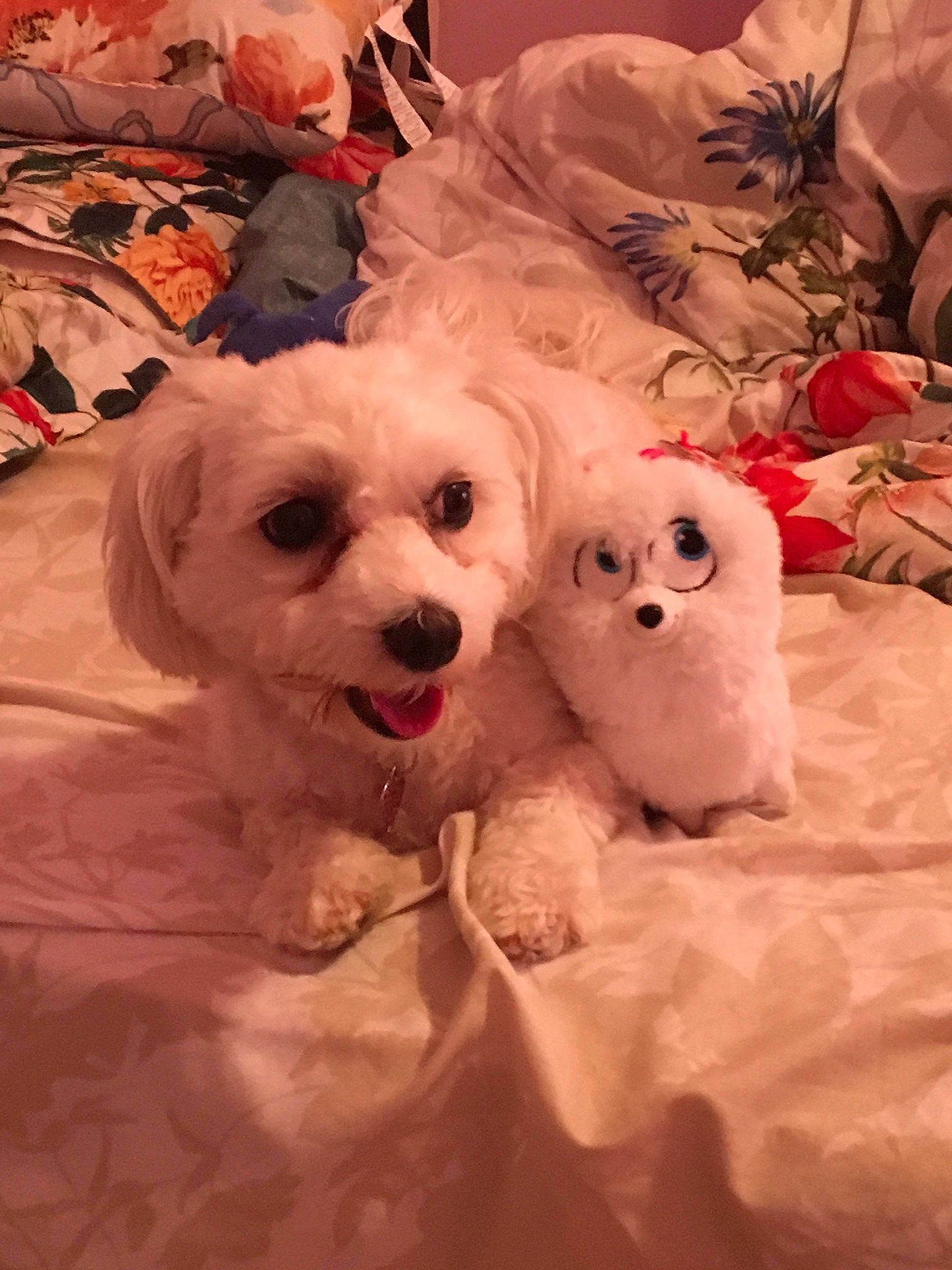 Faith joined the competition — help win amazing prizes! bichon, bichon_frise, bolognese, bolonka, canidae, carnivore, cavachon, companion_dog, coton_de_tulear, dog, dog_breed, havanese, maltepoo, maltese, mammal, puppy, puppy_love, schnoodle, toy_poodle, vertebrate