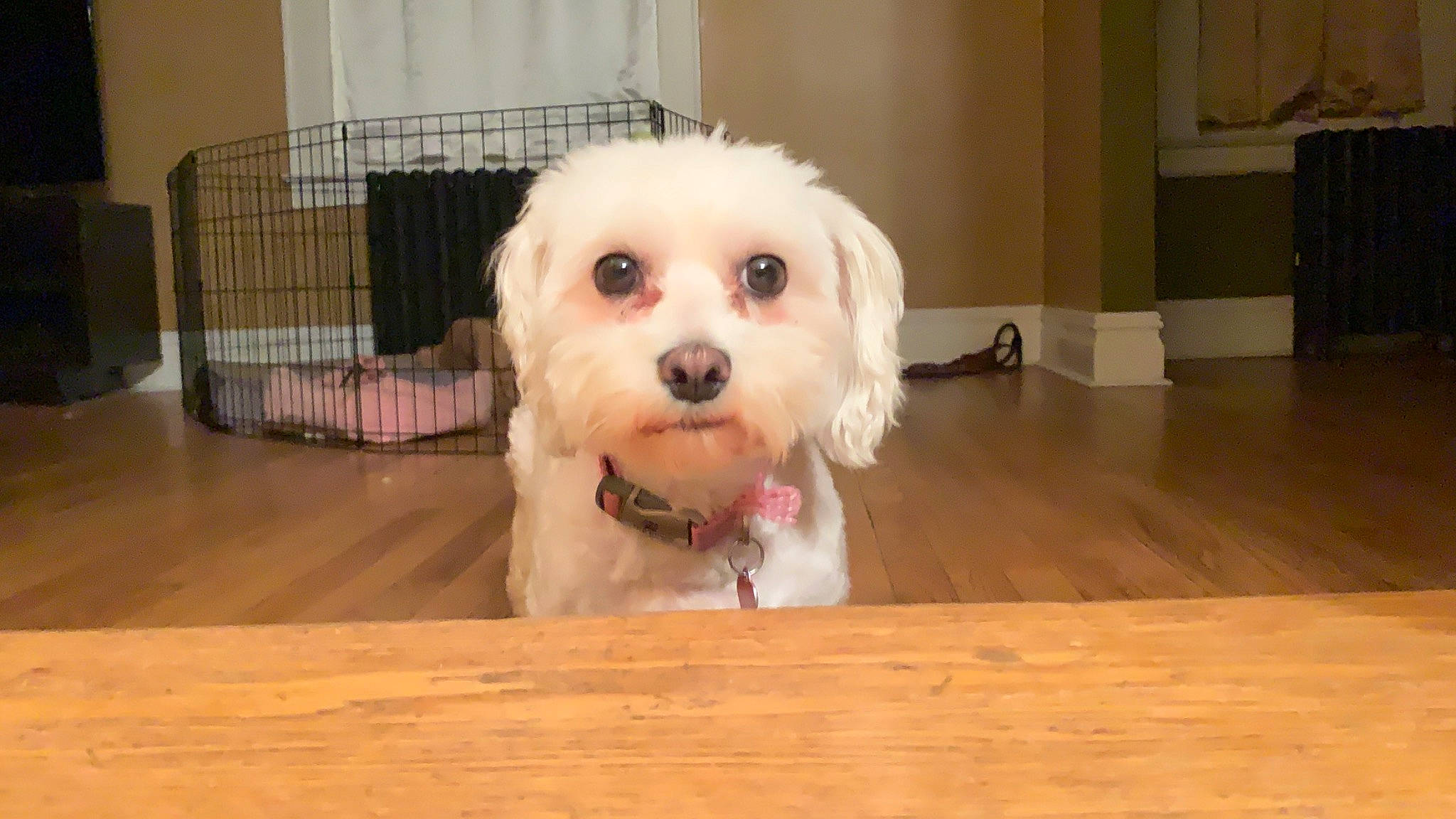 Faith joined the competition — help win amazing prizes! bichon, bolonka, canidae, carnivore, companion_dog, coton_de_tulear, dog, dog_breed, havanese, kyi_leo, maltepoo, maltese, mammal, morkie, poodle_crossbreed, puppy, schnoodle, snout, sporting_lucas_terrier, vertebrate