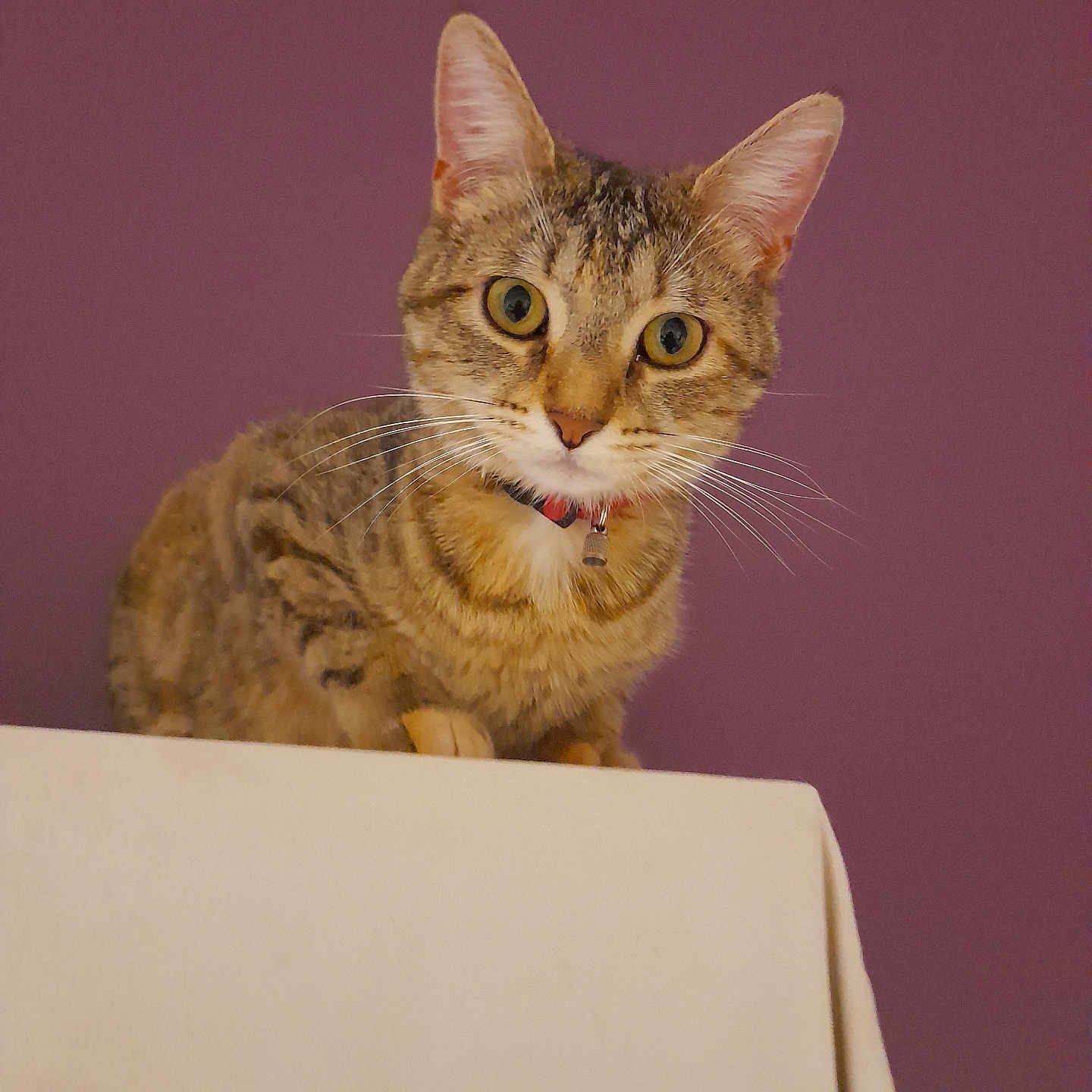Plume a rejoint le concours — aidez-le/la à gagner de superbes lots ! alone, animal, cat, closeup, collar, curious, domestic_cat, ears, face, feline, fur, indoor, looking, pet, portrait, purple_background, sitting, tabby, whiskers, yellow_eyes