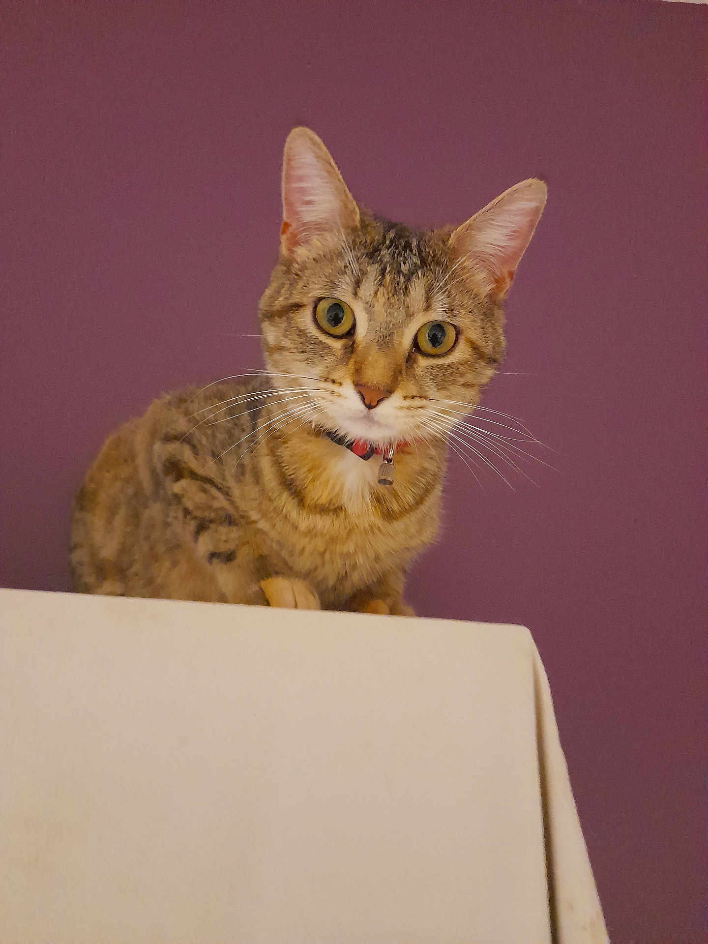 Plume a rejoint le concours — aidez-le/la à gagner de superbes lots ! cat, tabby, pet, animal, feline, collar, indoor, curious, yellow_eyes, whiskers, ears, looking, portrait, purple_background, domestic_cat, fur, closeup, face, sitting, alone