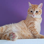 Oasis participe au concours pour gagner de l'argent avec cette photo : abyssinian, angora, animal, cat, egyptiancat, kitten, manx, pet, siamese
