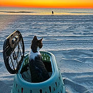 Reign is registered to the contest to win money with this photo: cat, pet_carrier, beach, sand, sunset, ocean, water, sky, silhouette, animal, outdoor, nature, vacation, travel, evening, relaxation, wildlife, sunset_sky, scenic, quiet