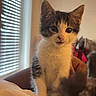 Reign is registered to the contest to win money with this photo: kitten, cat, indoor, window, blinds, hand, pet, animal, feline, cute, young, curious, soft_light, cozy, domestic, whiskers, fur, small, sitting, attention
