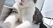 Reign joined the competition — help win amazing prizes! cat, tabby_cat, white_cat, pet, animal, stretching, paws, window, sunlight, indoor, feline, whiskers, curious, closeup, portrait, soft_light, windowsill, relaxed, domestic_cat, playful