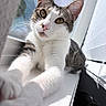 cat, tabby_cat, white_cat, pet, animal, stretching, paws, window, sunlight, indoor, feline, whiskers, curious, closeup, portrait, soft_light, windowsill, relaxed, domestic_cat, playful