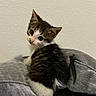Reign is registered to the contest to win money with this photo: kitten, cat, pet, animal, feline, fluffy, cute, young, indoor, gray_cushion, white_wall, small, curious, sitting, looking_back, soft_texture, domestic, furry, whiskers, ears