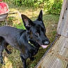Raven is registered to the contest to win money with this photo: animal, black_dog, canine, collar, dog, ears, fence, grass, greenery, happy, nature, outdoor, panting, pet, red_grill, summer, sunlight, tongue_out, wooden_deck, yard