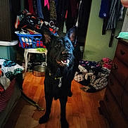 Raven is registered to the contest to win money with this photo: animal, bedroom, black_dog, canine, clothes, cluttered_room, collar, dog, dog_bowl, domestic_animal, dresser, fabric, furniture, happy, home_interior, indoor, laundry_basket, pet, standing, wooden_floor