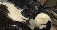 Rapido participe au concours pour gagner de l'argent avec cette photo : cat, black_and_white, sleeping, paw, blanket, cozy, pet, fur, whiskers, close_up, indoor, resting, cute, animal, hand, comfort, relaxed, snuggling, domestic_cat, feline