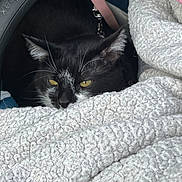 Rapido a rejoint le concours — aidez-le/la à gagner de superbes lots ! cat, tuxedo_cat, blanket, yellow_eyes, whiskers, fur, cozy, texture, fabric, closeup, pet, resting, indoor, comfort, black_and_white, animal, cute, relaxing, domestic, soft