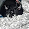 Rapido participe au concours pour gagner de l'argent avec cette photo : cat, black_and_white, sleeping, blanket, cozy, fur, pet, indoor, resting, closeup, texture, soft, whiskers, nose, ears, pink_strap, comfortable, animal, cute, relaxation