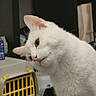 Flocon a rejoint le concours — aidez-le/la à gagner de superbes lots ! white_cat, cat, pet_carrier, indoor, curious, tilted_head, animal, feline, close_up, domestic_cat, pet, whiskers, ears, fur, eye, nose, household, background, yellow, plastic