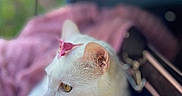 Flocon a rejoint le concours — aidez-le/la à gagner de superbes lots ! animal, blanket, cat, close_up, cozy, cute, domestic_cat, feline, flower, fur, indoor, pet, pink_flower, relaxed, resting, side_profile, soft_texture, whiskers, white_cat, yellow_eyes