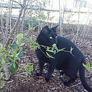 Miracle participe au concours pour gagner de l'argent avec cette photo : black_cat, cat, animal, outdoor, garden, bush, leaves, plant, earth, soil, nature, pet, feline, wildlife, curious, greenery, daylight, small_plants, ground, young_bush