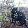 black_cat, cat, animal, outdoor, garden, bush, leaves, plant, earth, soil, nature, pet, feline, wildlife, curious, greenery, daylight, small_plants, ground, young_bush