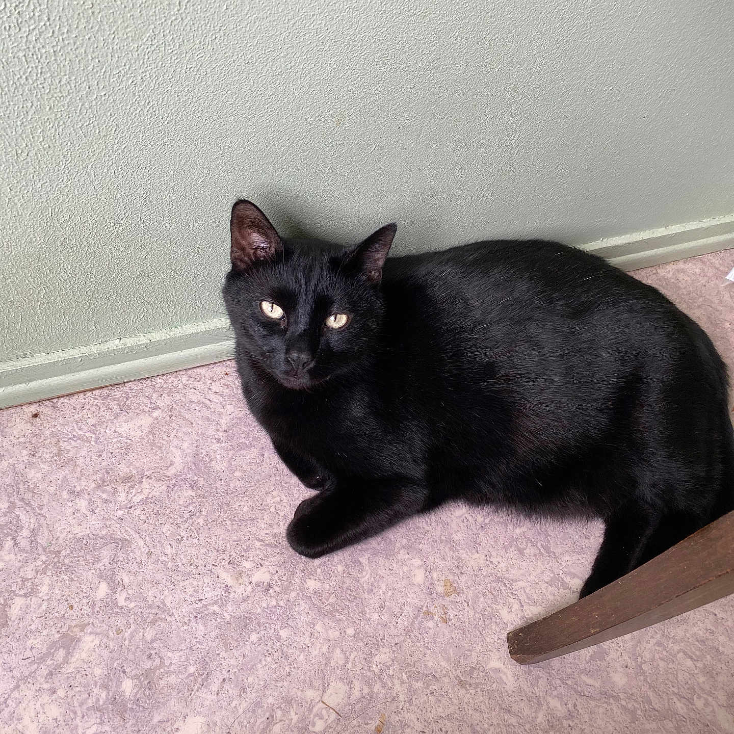 Miracle participe au concours pour gagner de l'argent avec cette photo : black_cat, cat, pet, animal, indoor, floor, wall, texture, fur, eyes, relaxed, lying_down, chair_leg, domestic_cat, mammal, cute, feline, quiet, resting, looking