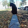 Miracle a rejoint le concours — aidez-le/la à gagner de superbes lots ! black_cat, cat, animal, outdoor, urban, park, concrete, divider, dry_leaves, trees, car, vehicle, daylight, nature, sky, side_view, sitting, shadow, quiet, peaceful