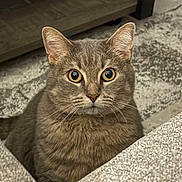 Lulu joined the competition — help win amazing prizes! alert, animal, carpet, cat, close_up, couch, cozy, ears, feline, fur, furniture, indoor, looking, nose, pet, portrait, rug, tabby, whiskers, wide_eyes