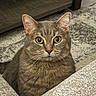 alert, animal, carpet, cat, close_up, couch, cozy, ears, feline, fur, furniture, indoor, looking, nose, pet, portrait, rug, tabby, whiskers, wide_eyes