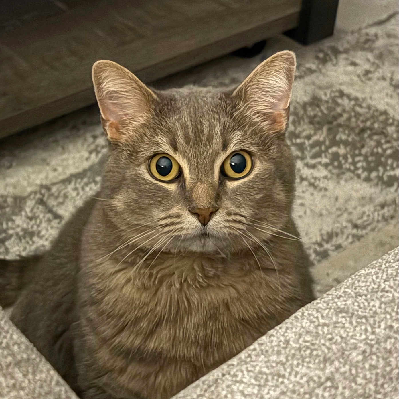 Lulu