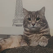 Panda a rejoint le concours — aidez-le/la à gagner de superbes lots ! cat, tabby_cat, pet, indoor, cushion, patterned, fur, whiskers, ears, eyes, nose, paws, relaxed, feline, portrait, wall_art, eiffel_tower_sketch, cozy, curious, home