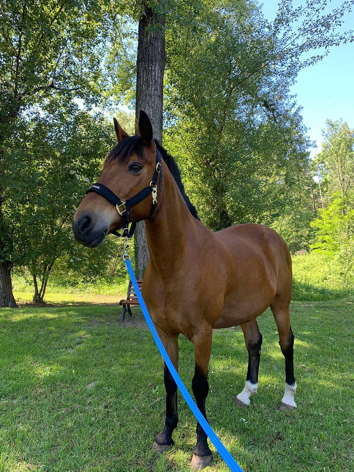 Saphir a rejoint le concours — aidez-le/la à gagner de superbes lots ! bridle, grass, halter, horse, horse_tack, livestock, mammal, mane, mare, meadow, mustang_horse, pack_animal, pasture, rein, snout, sorrel, stallion, tree, vertebrate, wildlife