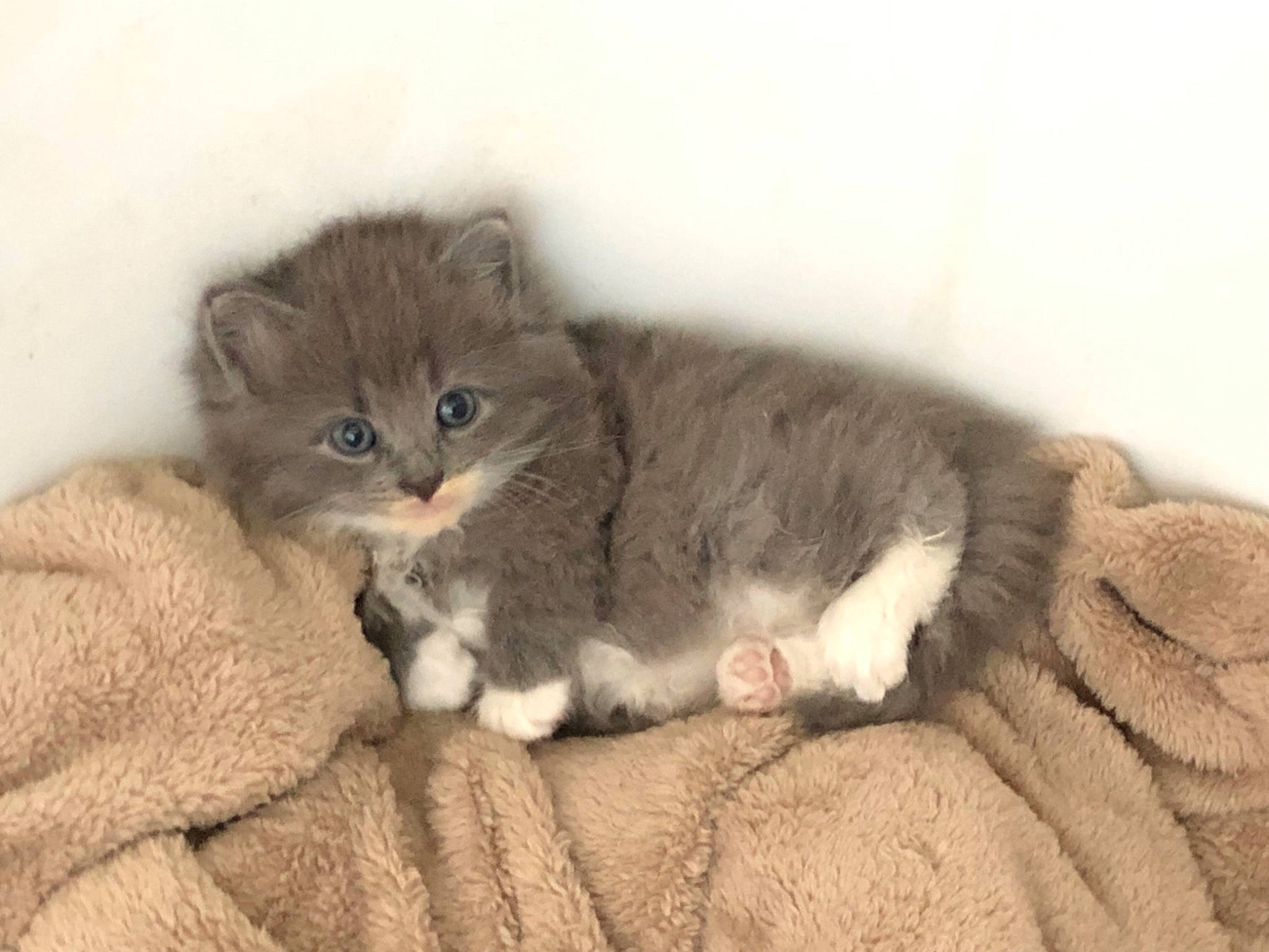 Oliver joined the competition — help win amazing prizes! british_longhair, carnivore, cat, claw, comfort, domestic_short_haired_cat, ear, fawn, felidae, fur, grey, paw, small_to_medium_sized_cats, tail, terrestrial_animal, whiskers