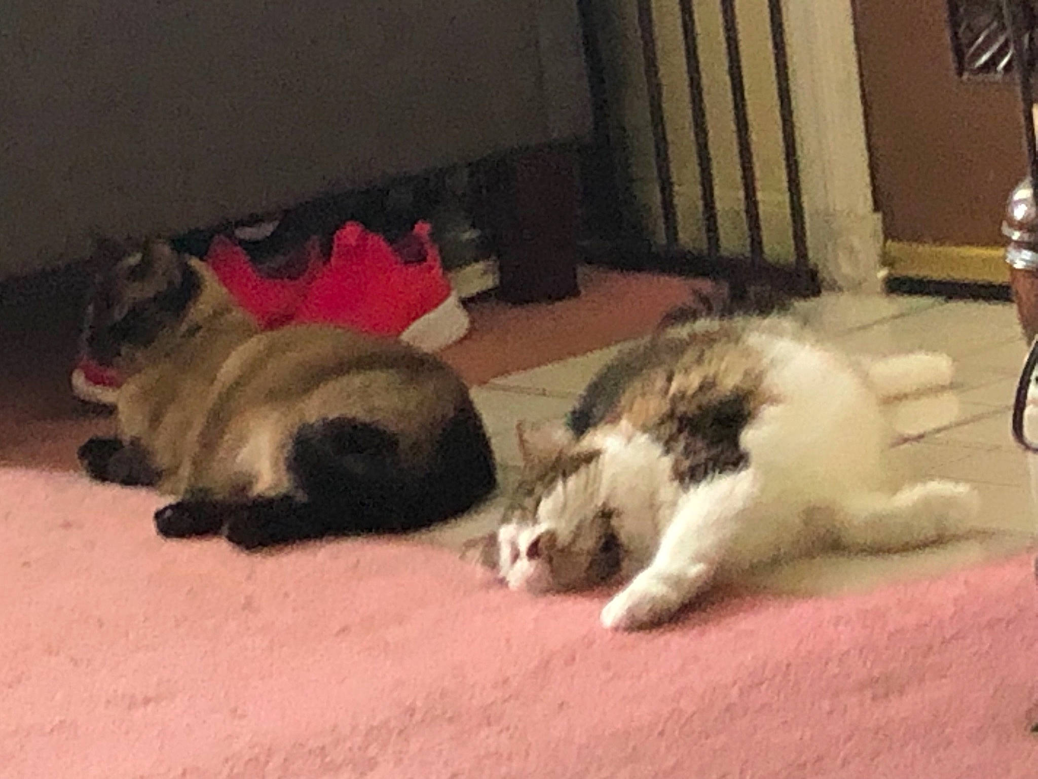 Thor is registered to the contest to win money with this photo: canidae, carnivore, cat, comfort, companion_dog, curtain, dog_breed, domestic_short_haired_cat, fawn, felidae, flooring, fur, nap, paw, small_to_medium_sized_cats, snout, sporting_group, tail, terrestrial_animal, whiskers