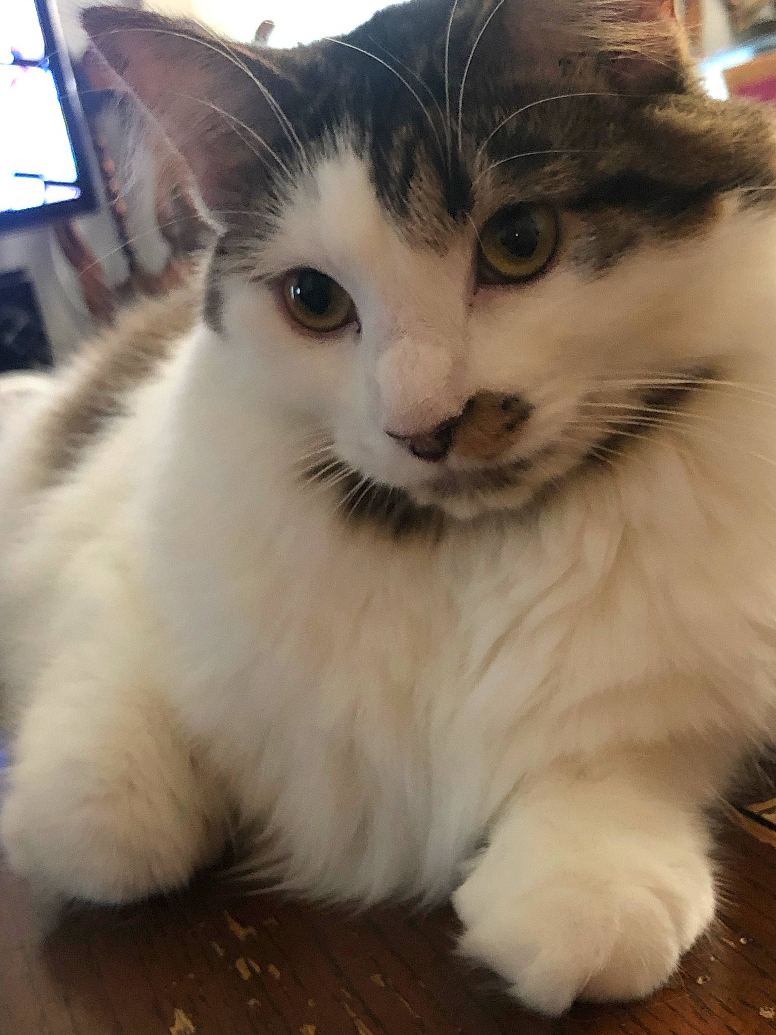 Thor joined the competition — help win amazing prizes! carnivore, cat, claw, comfort, domestic_short_haired_cat, felidae, fur, paw, sitting, small_to_medium_sized_cats, snout, tail, television, whiskers, window