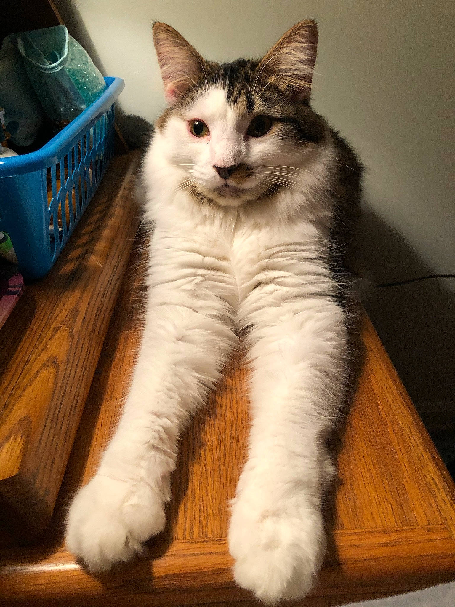 Thor joined the competition — help win amazing prizes! bag, box, carnivore, cat, claw, comfort, domestic_short_haired_cat, felidae, foot, fur, hardwood, luggage_and_bags, paw, sitting, small_to_medium_sized_cats, snout, tail, terrestrial_animal, whiskers, window