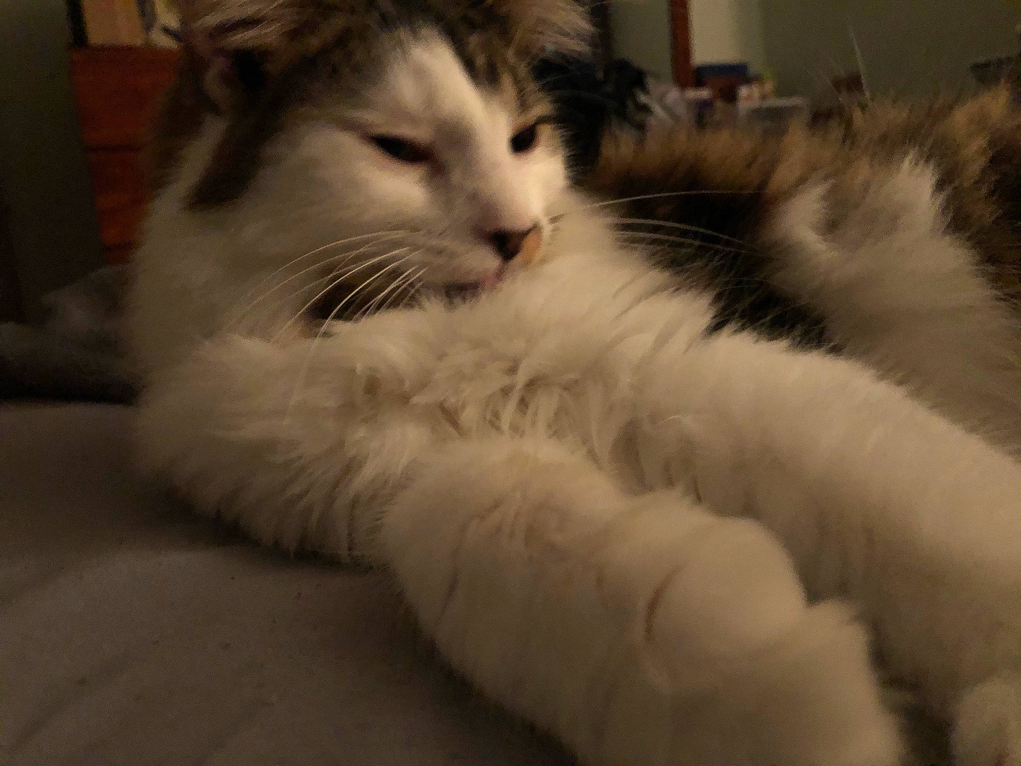 Thor joined the competition — help win amazing prizes! bed, carnivore, cat, claw, comfort, domestic_short_haired_cat, felidae, flooring, fur, gesture, nap, nose, paw, sleep, small_to_medium_sized_cats, snout, tail, whiskers