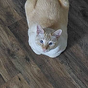 Snow is registered to the contest to win money with this photo: cat, cream_colored, blue_eyes, loaf_position, wooden_floor, indoor, pet, feline, sitting, looking_up, calm, curious, fur, animal, cute, domestic_cat, whiskers, ears, flooring, close_up