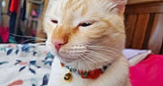 Snow joined the competition — help win amazing prizes! animal, bed, bell, blanket, cat, close_up, collar, cozy, cute, domestic_animal, ears, face, feline, floral_pattern, fur, indoor, pet, pink_nose, sleepy, whiskers