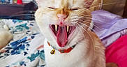 Snow is registered to the contest to win money with this photo: cat, yawning, teeth, tongue, collar, bell, bed, floral_sheets, indoor, whiskers, close_up, pet, feline, sleepy, cute, fur, domestic_animal, relaxed, mouth_open, animal