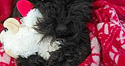 Cole is registered to the contest to win money with this photo: dog, black_dog, blanket, red_blanket, stuffed_toy, plush_toy, cozy, cute, pet, fur, snuggling, indoor, resting, animal, soft_texture, comfort, relaxing, warm, close_up, adorable