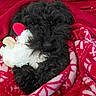 dog, black_dog, blanket, red_blanket, stuffed_toy, plush_toy, cozy, cute, pet, fur, snuggling, indoor, resting, animal, soft_texture, comfort, relaxing, warm, close_up, adorable