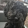 dog, black_dog, curly_fur, pet, close_up, indoor, living_room, couch, furniture, animal, cute, fur, face, sitting, companion, domestic_animal, curious, canine, household, friendly