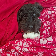 Cole joined the competition — help win amazing prizes! dog, black_dog, blanket, red_blanket, patterned_blanket, plush_toy, cozy, pet, cute, indoors, fur, snuggling, comfort, warm, animal, resting, looking_up, soft_texture, winter_theme, home