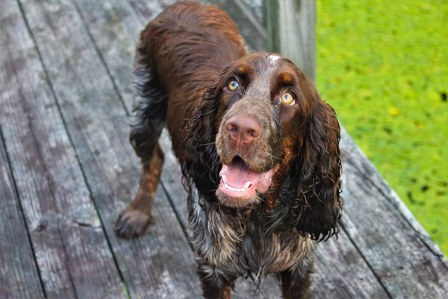 Patience joined the competition — help win amazing prizes! blue_picardy_spaniel, boykin_spaniel, canidae, carnivore, cocker_spaniel, dog, dog_breed, english_cocker_spaniel, field_spaniel, french_spaniel, german_longhaired_pointer, german_spaniel, mammal, picardy_spaniel, retriever, russian_spaniel, spaniel, sporting_group, sussex_spaniel, vertebrate
