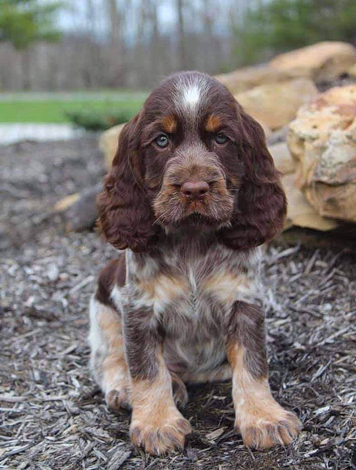 Patience joined the competition — help win amazing prizes! canidae, carnivore, cocker_spaniel, companion_dog, dog, dog_breed, english_cocker_spaniel, field_spaniel, french_spaniel, german_spaniel, liver, mammal, picardy_spaniel, puppy, rare_breed_dog, russian_spaniel, spaniel, sporting_group, sussex_spaniel, vertebrate