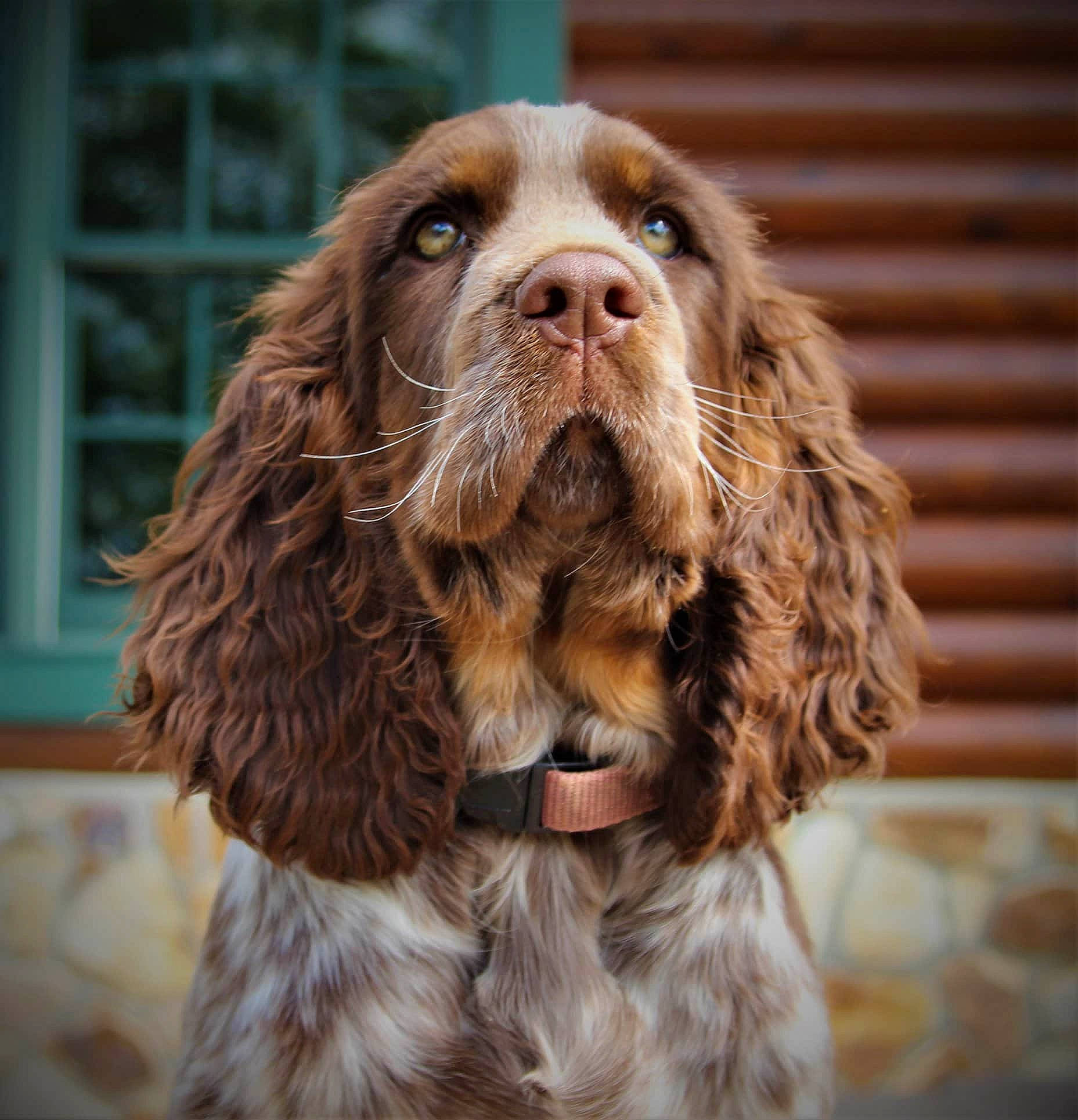 Patience joined the competition — help win amazing prizes! canidae, carnivore, cocker_spaniel, companion_dog, dog, dog_breed, english_cocker_spaniel, english_springer_spaniel, field_spaniel, french_spaniel, german_spaniel, king_charles_spaniel, liver, mammal, rare_breed_dog, snout, spaniel, sporting_group, sussex_spaniel, vertebrate