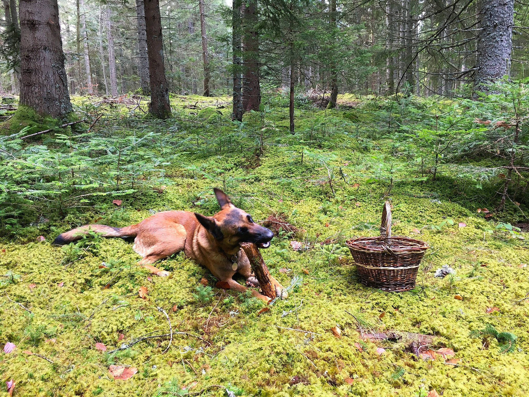 Gibson a rejoint le concours — aidez-le/la à gagner de superbes lots ! carnivore, dog, dog_breed, fawn, grass, grassland, groundcover, landscape, meadow, natural_landscape, plant, plant_community, recreation, temperate_broadleaf_and_mixed_forest, terrestrial_animal, terrestrial_plant, tree, trunk, wood, working_animal