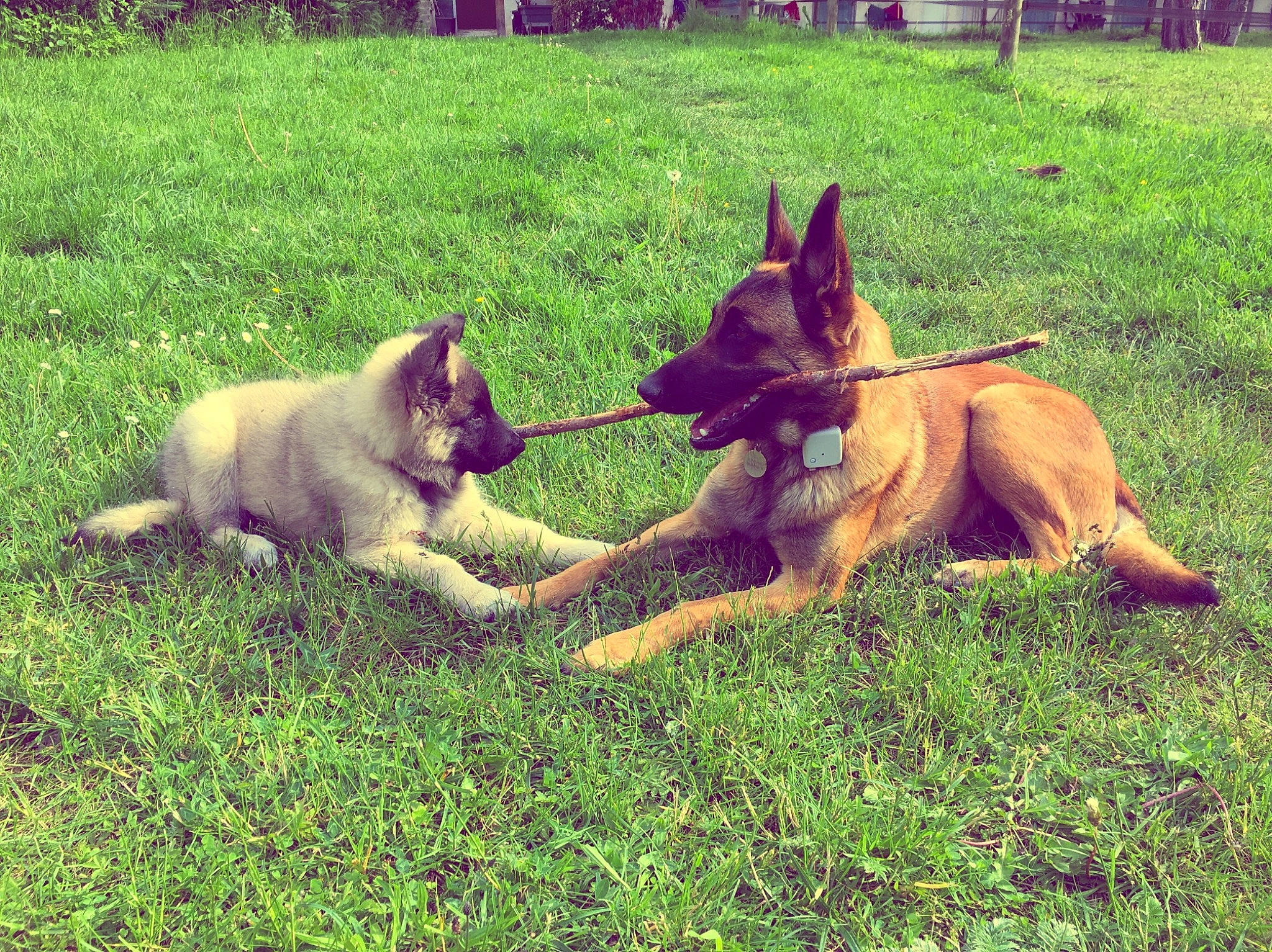 Gibson participe au concours pour gagner de l'argent avec cette photo : biting, canidae, carnivore, collar, companion_dog, dog, dog_breed, fawn, fence, german_shepherd_dog, grass, herding_dog, king_shepherd, old_german_shepherd_dog, plant, snout, sporting_group, wildlife, working_animal, working_dog