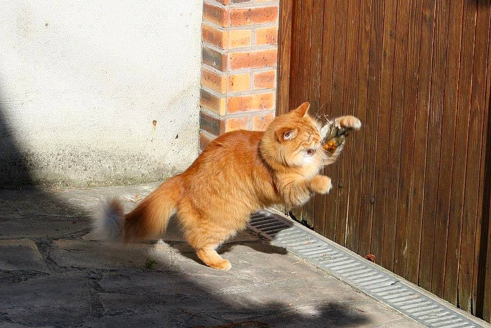 Crunch participe au concours pour gagner de l'argent avec cette photo : asphalt, brick, carnivore, cat, claw, domestic_short_haired_cat, fawn, felidae, floor, flooring, fur, paw, road_surface, small_to_medium_sized_cats, snout, tail, terrestrial_animal, whiskers, window, wood