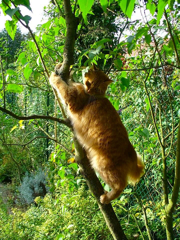 Crunch participe au concours pour gagner de l'argent avec cette photo : carnivore, cat, fawn, felidae, forest, fur, grass, jungle, organism, plant, small_to_medium_sized_cats, sporting_group, tail, terrestrial_animal, terrestrial_plant, tree, trunk, twig, whiskers, wood