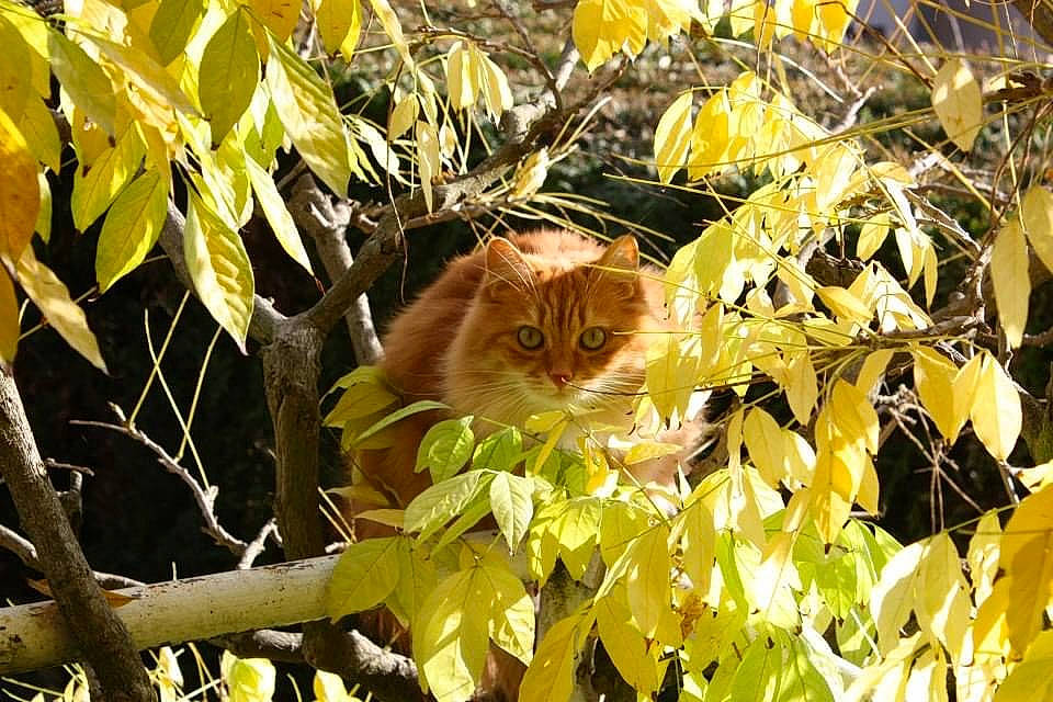 Crunch participe au concours pour gagner de l'argent avec cette photo : branch, carnivore, cat, deciduous, fawn, felidae, grass, groundcover, leaf, plant, small_to_medium_sized_cats, sunlight, tints_and_shades, tree, trunk, twig, whiskers, wood, woody_plant, yellow